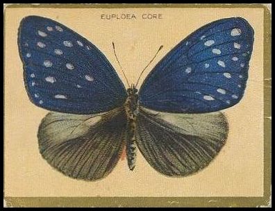 Euploea Core